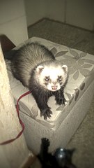 click for enlarge 576 X 1024 89.4 Kb picture