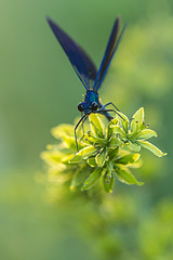 click for enlarge 534 X 800 133.1 Kb picture
