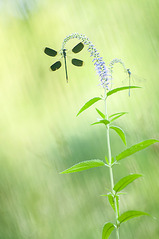 click for enlarge 598 X 900 125.0 Kb picture