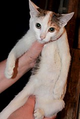 click for enlarge 682 X 1024  80.6 Kb picture