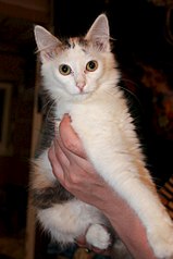 click for enlarge 682 X 1024  80.1 Kb picture