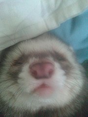 click for enlarge 453 X 604  41.2 Kb picture