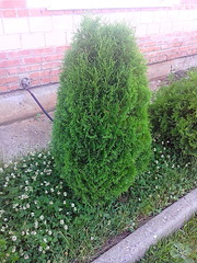 click for enlarge 1200 X 1600 933.6 Kb picture