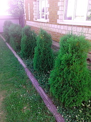 click for enlarge 1200 X 1600 856.4 Kb picture