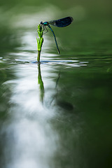 click for enlarge 534 X 800 130.1 Kb picture