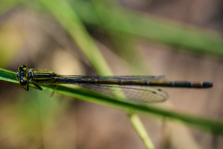 click for enlarge 1920 X 1280 537.7 Kb picture