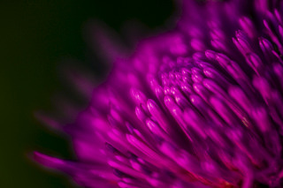 click for enlarge 1920 X 1280 372.7 Kb picture