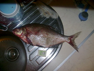 click for enlarge 1920 X 1440 619.4 Kb picture