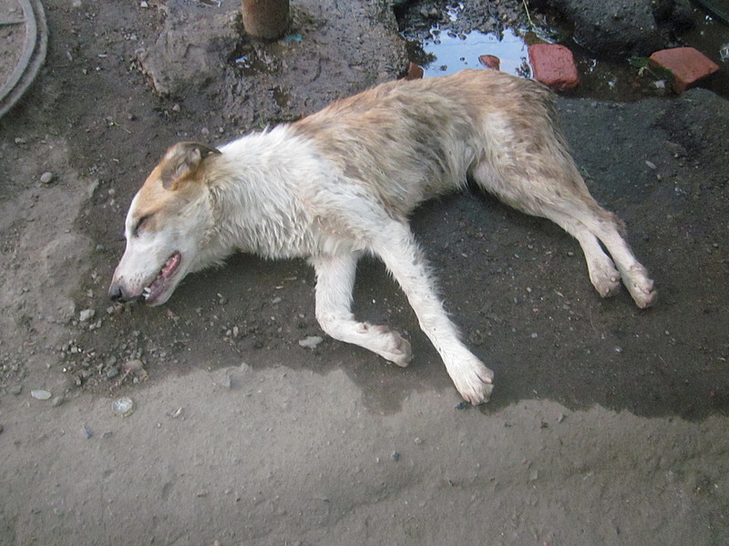 click for enlarge 1920 X 1440 685.8 Kb picture