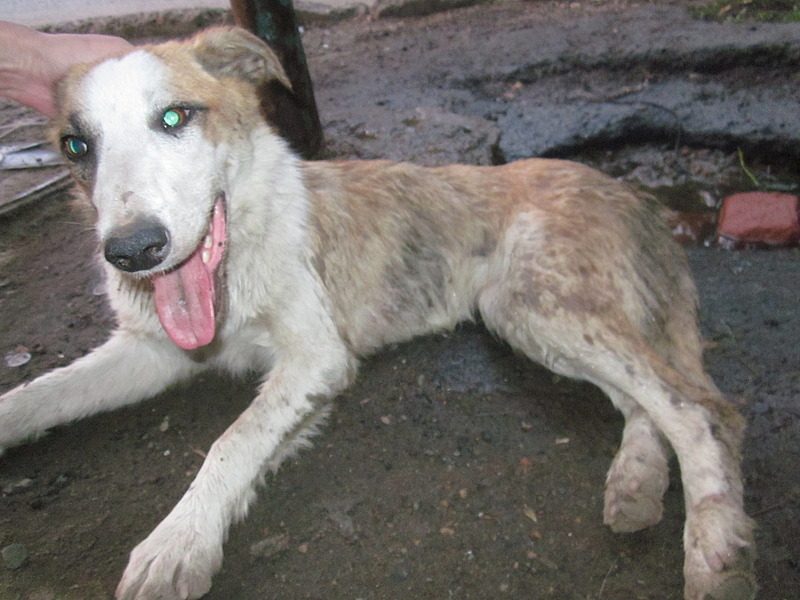 click for enlarge 1920 X 1440 614.6 Kb picture