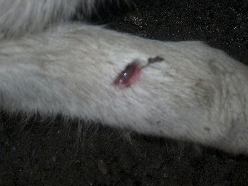 click for enlarge 1920 X 1440 556.8 Kb picture