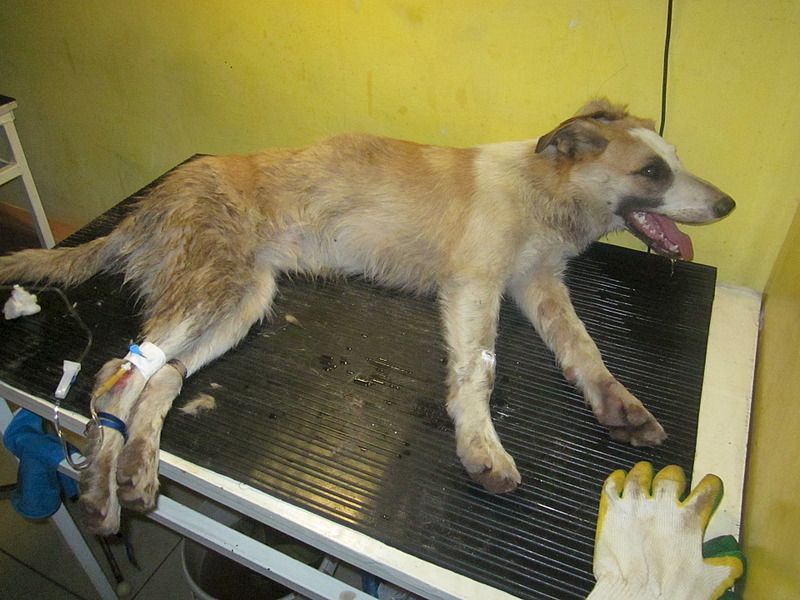 click for enlarge 1920 X 1440 665.5 Kb picture