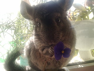 click for enlarge 1920 X 1440 334.1 Kb picture