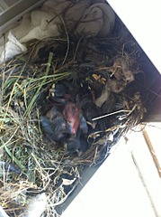 click for enlarge 1536 X 2056 814.6 Kb picture