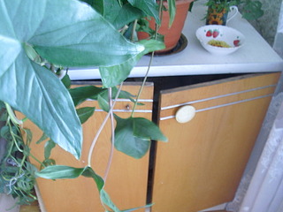 click for enlarge 1920 X 1440 531.7 Kb picture