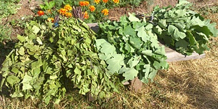 click for enlarge 800 X 399 203.3 Kb picture