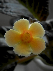 click for enlarge 1920 X 2560 145.6 Kb picture