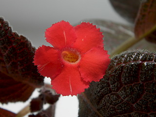 click for enlarge 1920 X 1440 465.2 Kb picture