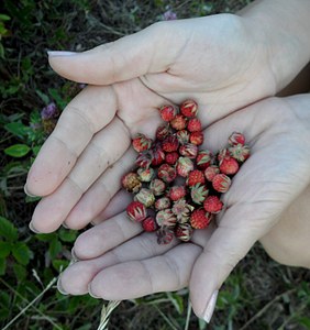 click for enlarge 1504 X 1600 391.7 Kb picture