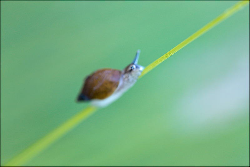 click for enlarge 1198 X 800 636.2 Kb picture