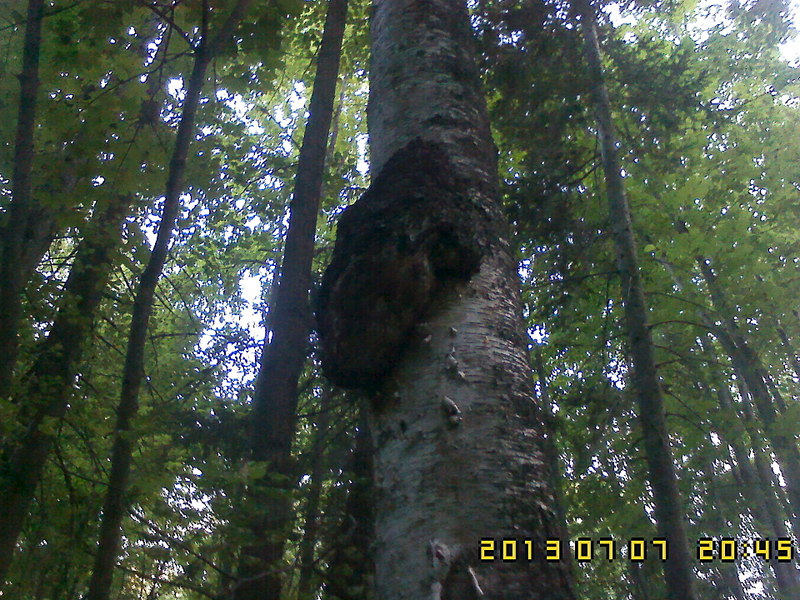 click for enlarge 1920 X 1440 701.9 Kb picture