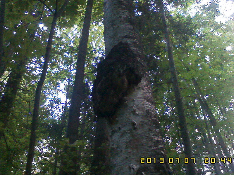 click for enlarge 1920 X 1440 696.8 Kb picture