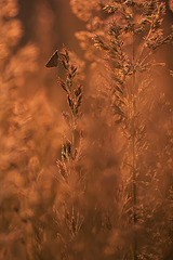 click for enlarge 534 X 800 248.0 Kb picture