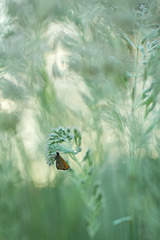 click for enlarge 534 X 800 159.6 Kb picture