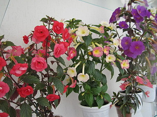 click for enlarge 1920 X 1440 646.1 Kb picture