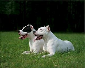 click for enlarge 400 X 320 15.2 Kb picture