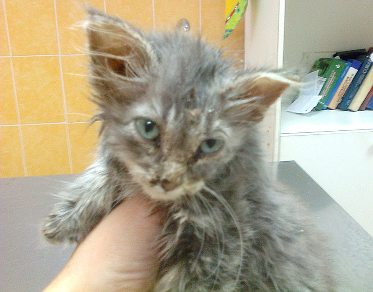 click for enlarge 1760 X 1374 219.2 Kb picture