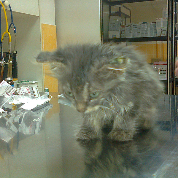 click for enlarge 1270 X 1269 166.2 Kb picture