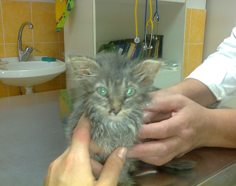 click for enlarge 1807 X 1422 219.3 Kb picture