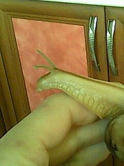 click for enlarge 240 X 320 12.4 Kb picture