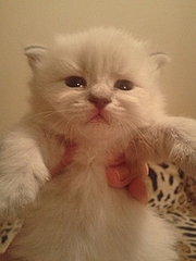 click for enlarge 240 X 320 35.7 Kb picture