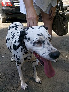 click for enlarge 453 X 604 71.3 Kb picture