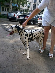 click for enlarge 453 X 604 77.8 Kb picture