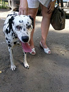 click for enlarge 453 X 604 78.3 Kb picture