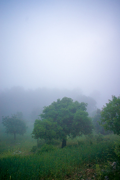 click for enlarge 1024 X 1541 585.2 Kb picture