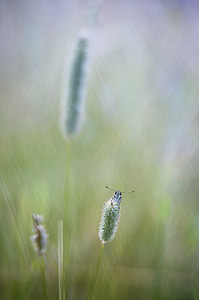 click for enlarge 664 X 1000 134.1 Kb picture