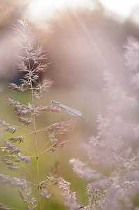 click for enlarge 664 X 1000 220.4 Kb picture