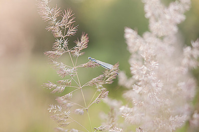 click for enlarge 1000 X 664 173.5 Kb picture