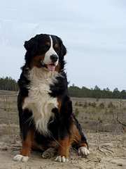 click for enlarge 1200 X 1600 116.2 Kb picture