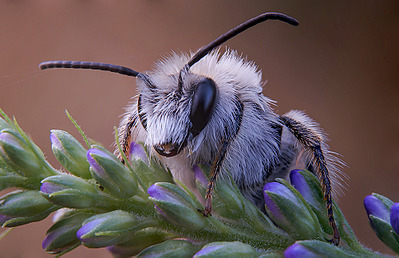 click for enlarge 1000 X 645 236.9 Kb picture