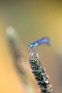 click for enlarge 641 X 962 374.1 Kb picture
