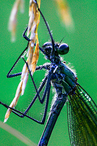 click for enlarge 600 X 900 908.4 Kb picture