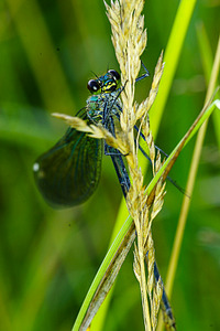 click for enlarge 600 X 900 541.7 Kb picture