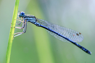 click for enlarge 900 X 600 539.9 Kb picture