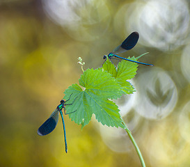 click for enlarge 1000 X 878 227.7 Kb picture