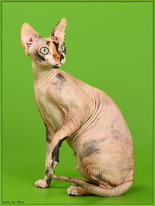 click for enlarge 768 X 1024 275.1 Kb picture